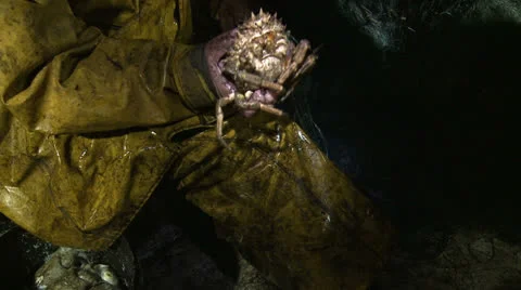 Crawfish in the net Stock-Footage 23399600