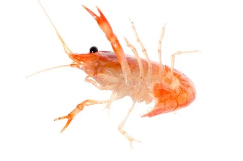 Crawfish 스톡 사진