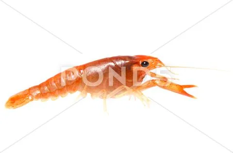Crawfish Stock Photos