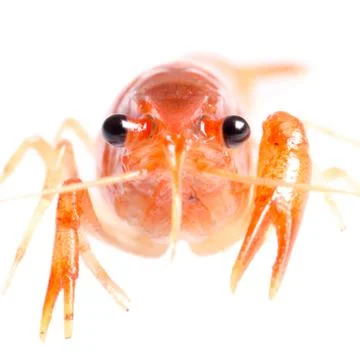 Crawfish Stock Photos