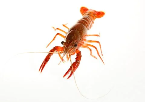 Crawfish Stock Photos