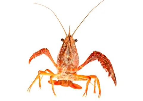 Crawfish Stock Photos