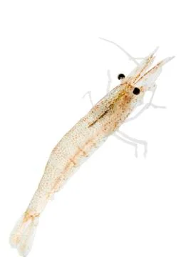 Crawfish Stock Photos