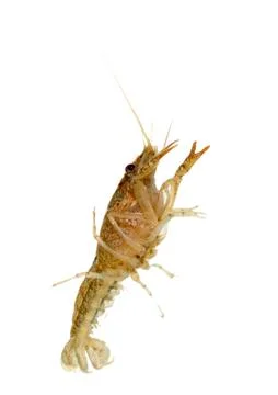 Crawfish Stock Photos