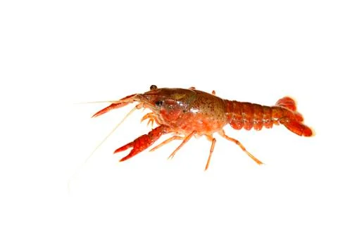 Crawfish Stock Photos