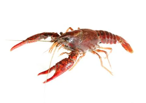 Crawfish Stock Photos
