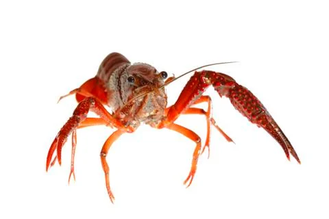 Crawfish Stock Photos