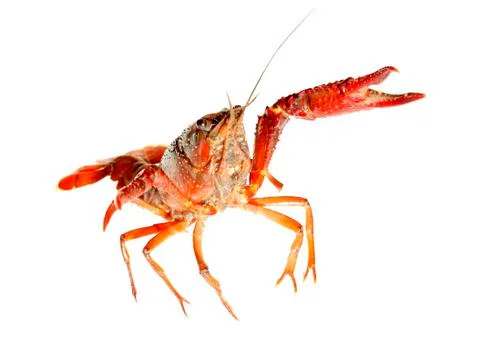 Crawfish Stock Photos