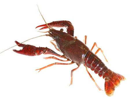Crawfish Stock Photos
