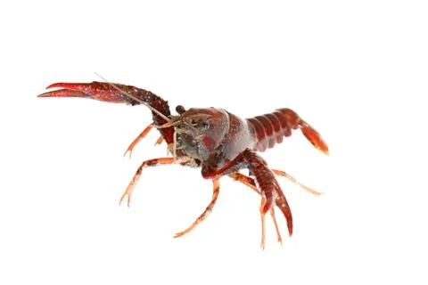 Crawfish Stock Photos