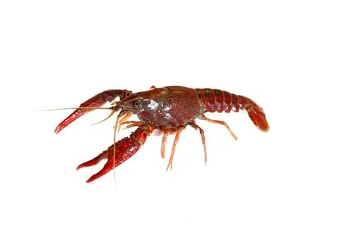 Crawfish Stock Photos