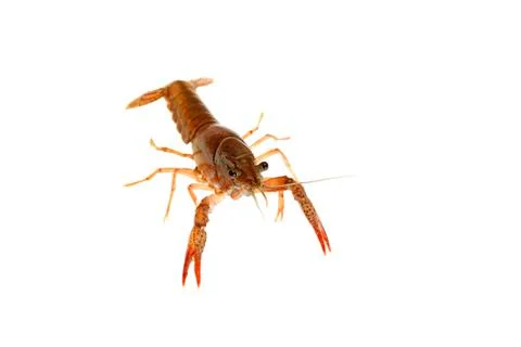 Crawfish Stock Photos