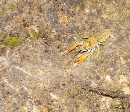 Crawfish Stock Photos