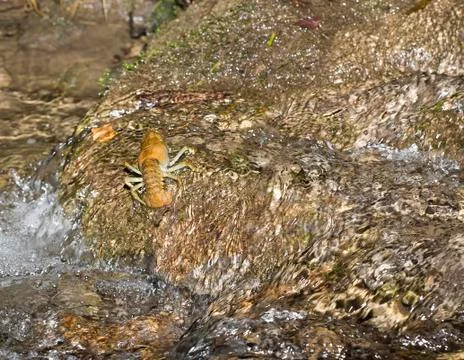 Crawfish Stock-Fotos