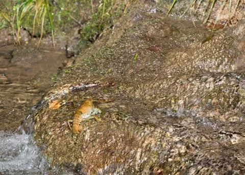 Crawfish Stock-Fotos