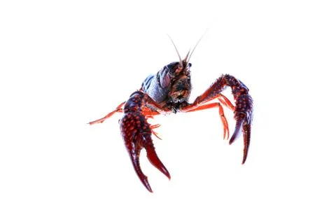 Crawfish Stock Photos