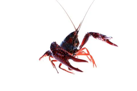 Crawfish Stock Photos