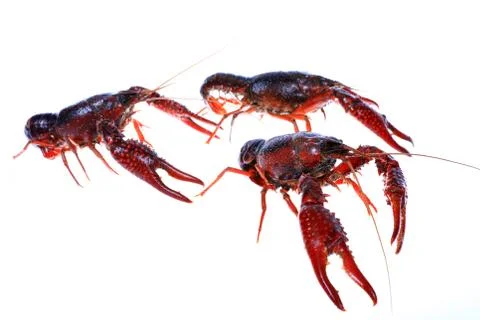 Crawfish Stock Photos