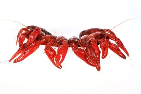 Crawfish Stock Photos