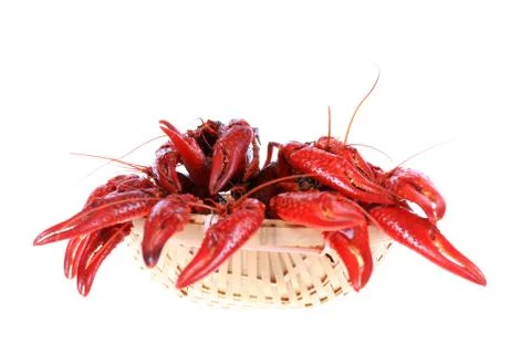 Crawfish Stock Photos