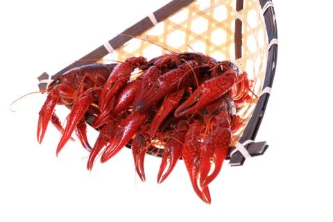 Crawfish Stock Photos