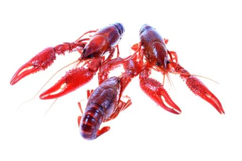 Crawfish Stock Photos