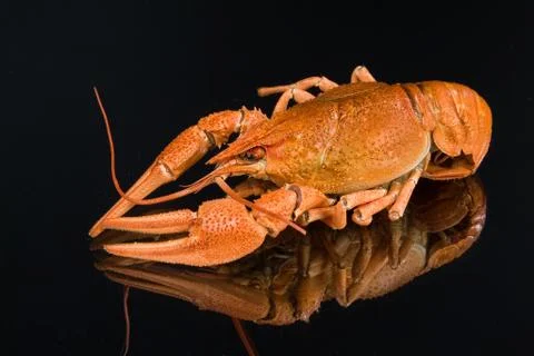 Crawfish Stock-Fotos