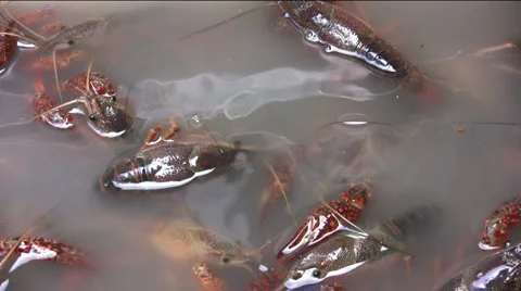Crawfish purging in ice chest 2 Stock Footage 2649391