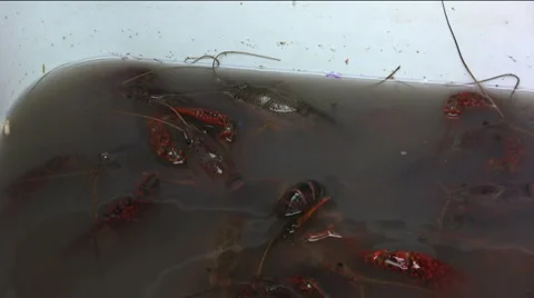 Crawfish purging in ice chest 3 Stock Footage 2648882