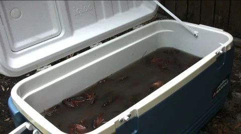 Crawfish purging in ice chest 4 Stock Footage 2648920