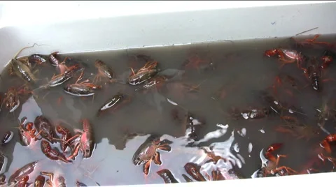 Crawfish purging in ice chest Stock Footage 2649395