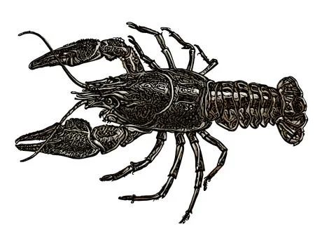 Crawfish vector illustration Stock Illustration