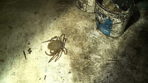 Crawfish walk 1 Stock-Footage 23400940