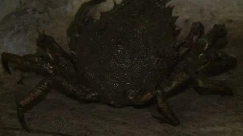 Crawfish walk 2 Stock Footage 23401340