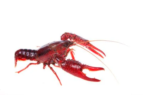 Crawfish, white background, close-up Stock Photos