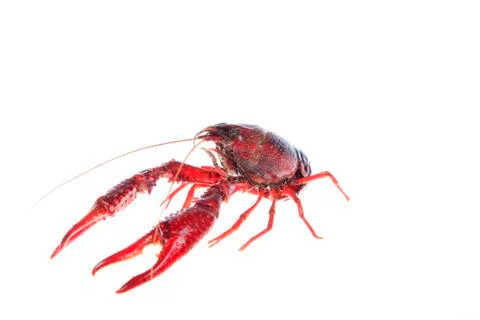 Crawfish, white background, close-up Stock Photos
