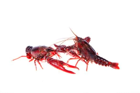 Crawfish, white background, close-up Stock Photos