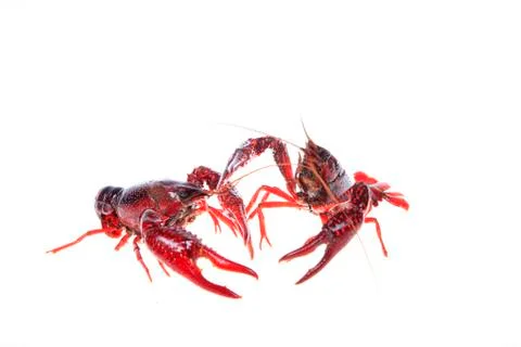 Crawfish, white background, close-up Stock Photos
