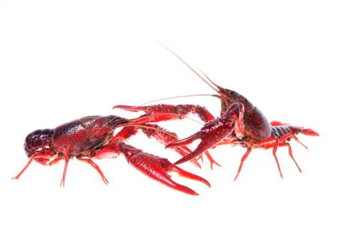 Crawfish, white background, close-up Stock Photos