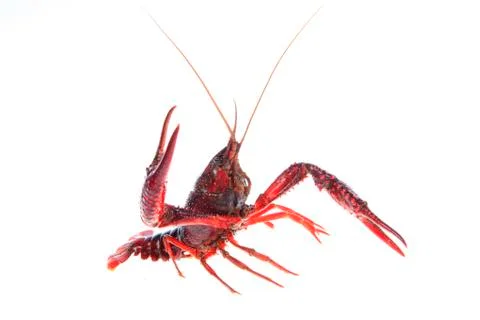 Crawfish, white background, close-up Stock Photos
