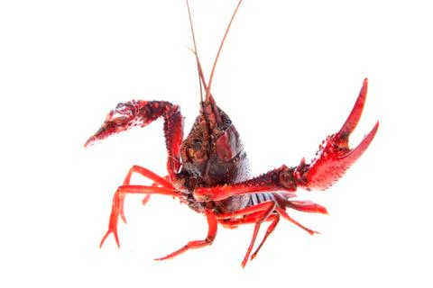 Crawfish, white background, close-up Stock Photos