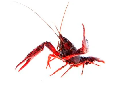 Crawfish, white background, close-up Stock Photos
