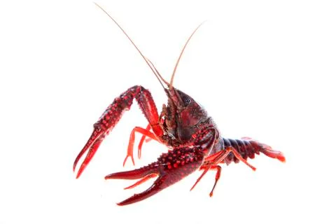Crawfish, white background, close-up Stock Photos
