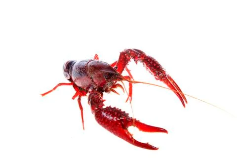 Crawfish, white background, close-up Stock Photos