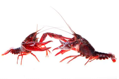 Crawfish, white background, close-up Stock Photos