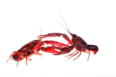 Crawfish, white background, close-up Stock Photos