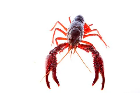 Crawfish, white background, close-up Stock Photos