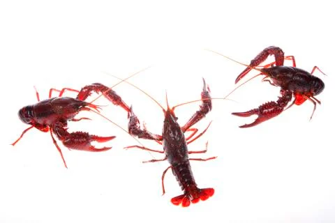 Crawfish, white background, close-up Stock Photos