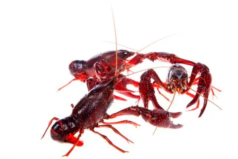 Crawfish, white background, close-up Stock Photos