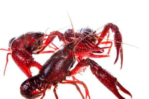 Crawfish, white background, close-up Stock Photos
